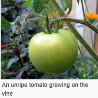 unripe tomato